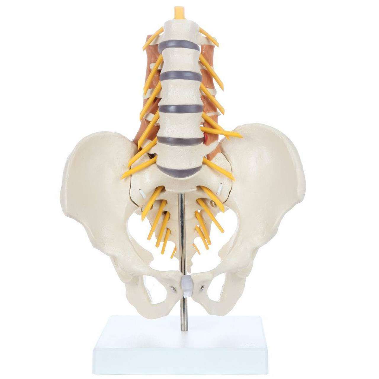 Pelvic Model with Lumbar Spine Muscles-Anatomy Pelvic Model with Lumbar Spine Muscles-Anatomy