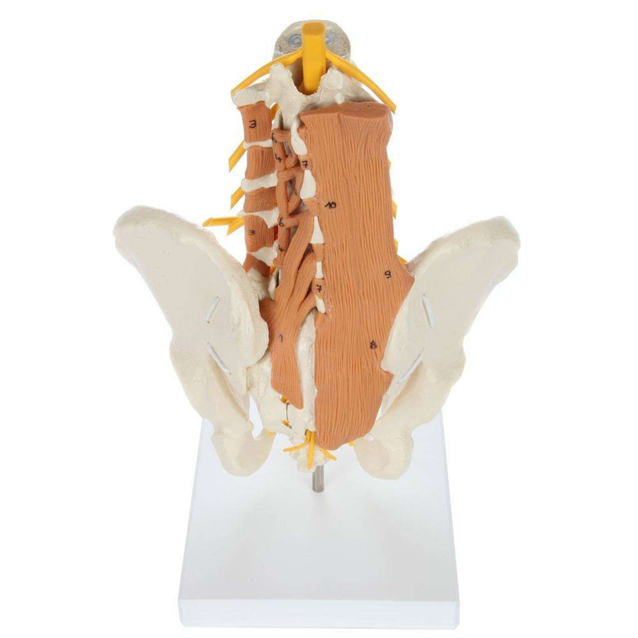 Pelvic Model with Lumbar Spine Muscles-Anatomy Pelvic Model with Lumbar Spine Muscles-Anatomy