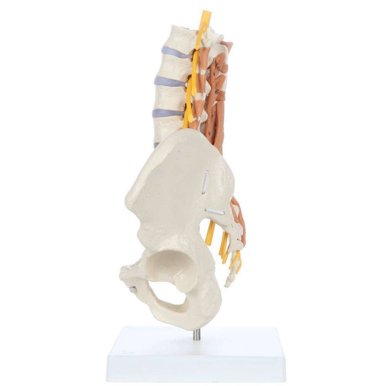 Pelvic Model with Lumbar Spine Muscles-Anatomy Pelvic Model with Lumbar Spine Muscles-Anatomy
