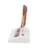3B Scientific Kidney Stone Anatomy Model Anatomy Warehouse 3B Scientific Kidney Stone Anatomy Model Anatomy Warehouse