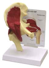 Rudiger Anatomie Hip And Hip Joint Laminated Anatomy Chart Anatomy rudiger-anatomie-hip-and-hip-joint-laminated-anatomy-chart-anatomy