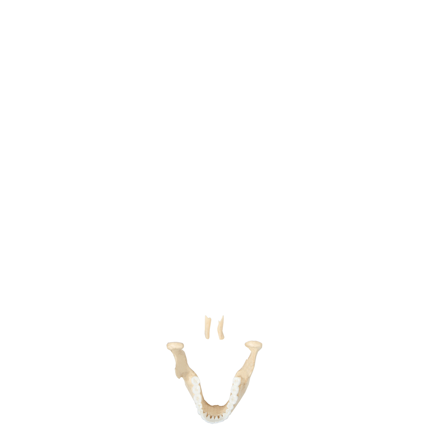 Human Dental Models | Anatomical Teeth Models - Vitality Medical