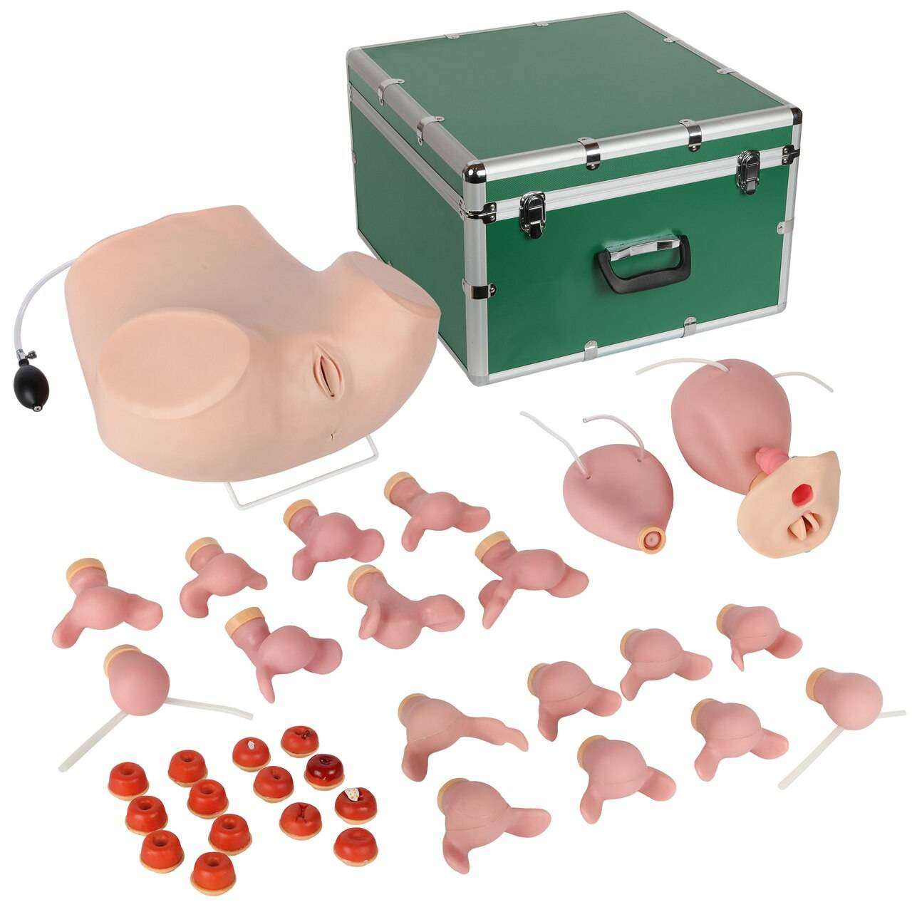3B Scientific Model for Gynecological Patient Education | Anatomy Warehouse
