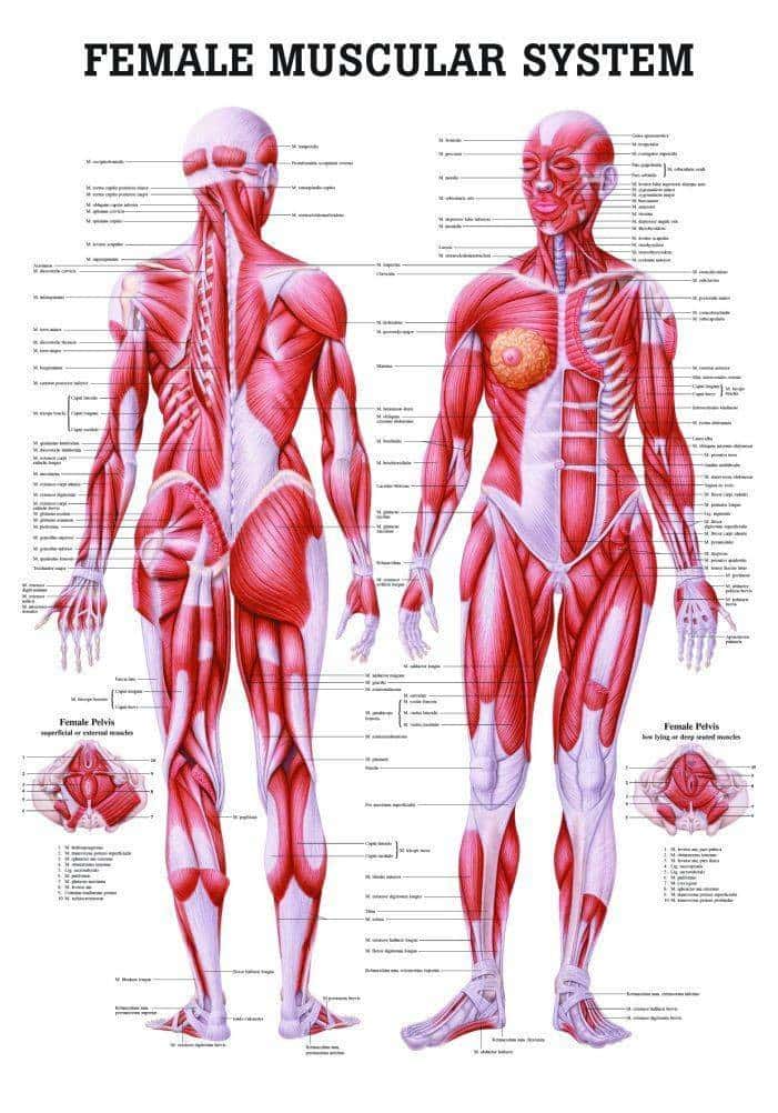 Rudiger Anatomie The Female Muscular System Laminated Anatomy Chart