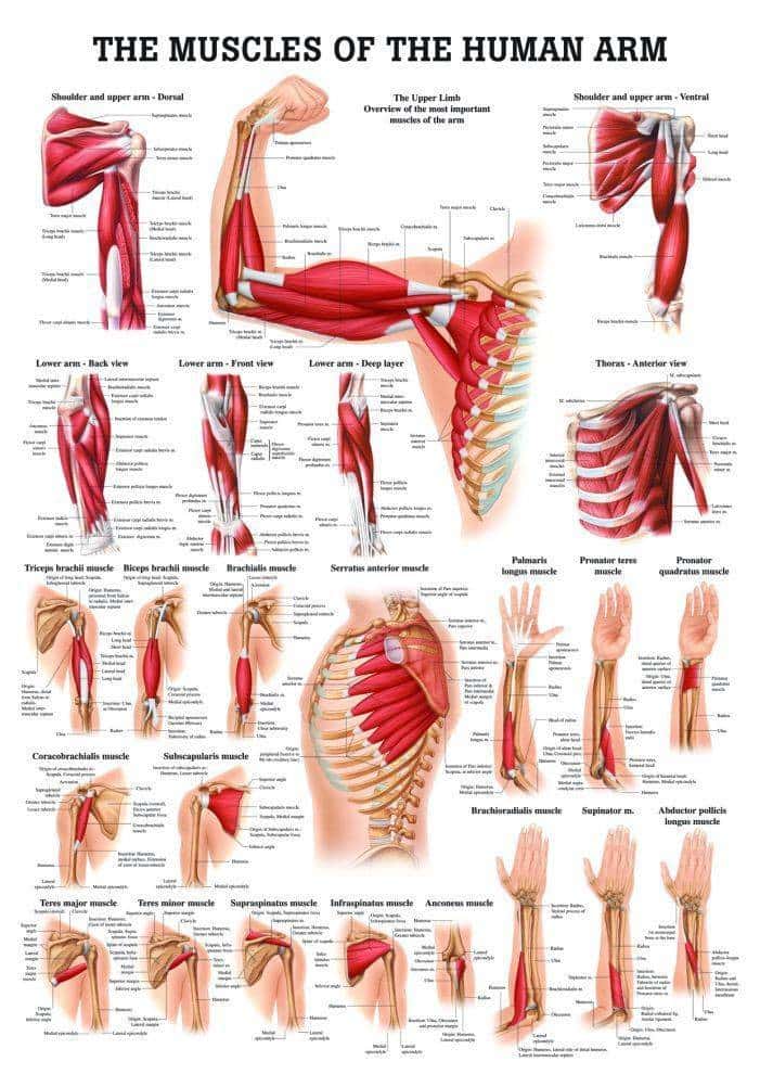 Rudiger Anatomie Muscles of the Shoulder and Back Laminated Anatomy ...