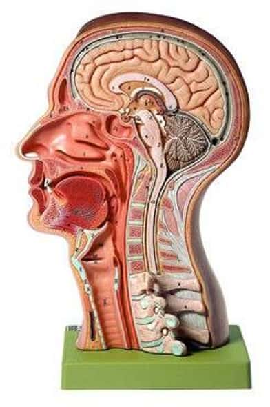 SOMSO Construction of Bone Anatomy Model | Anatomy Warehouse
