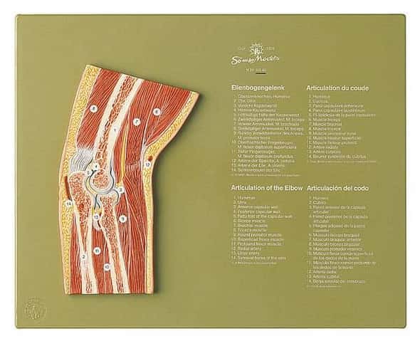 半額 50％OFFの通販 SOMSO Section through the Hip Joint Anatomy Model | Anatomy 人体模型