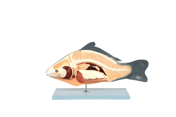 Anatomy Lab Carp Fish (Cyprinus carpio) Anatomy Model Anatomy Lab Carp Fish (Cyprinus carpio) Anatomy Model