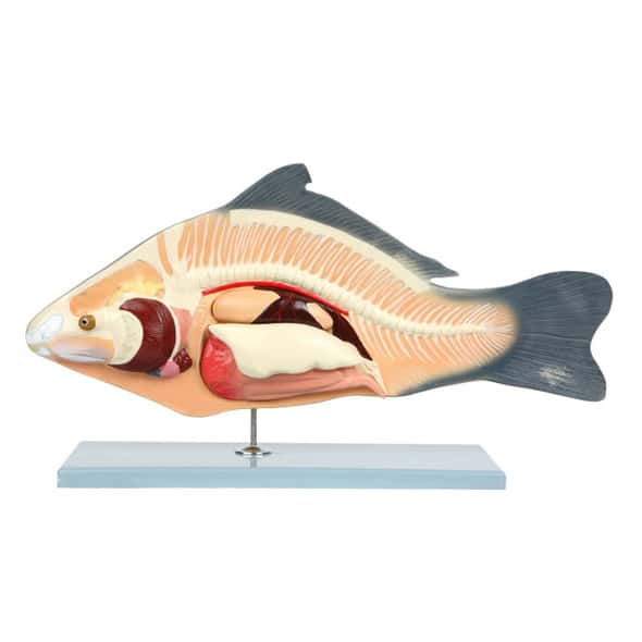 Anatomy Lab Carp Fish Cyprinus carpio Anatomy Model Anatomy Lab Carp Fish Cyprinus carpio Anatomy Model