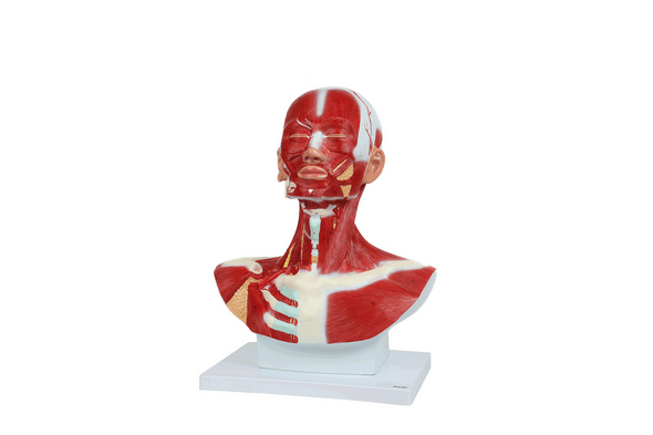 Axis Scientific Complete Human Head and Neck Anatomy Model with Superficial Muscles and Vasculature Axis Scientific Complete Human Head and Neck Anatomy Model with Superficial Muscles and Vasculature 1