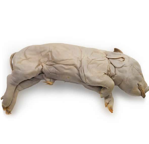 Anatomy Lab Fetal Pig Specimen, Vacuum Packed, Preserved Specimen for Dissection Anatomy Lab Fetal Pig Specimen, Vacuum Packed, Preserved Specimen for Dissection