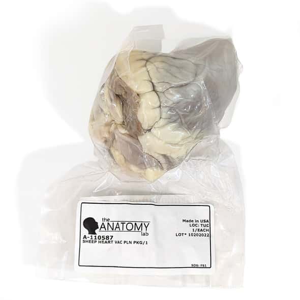 Anatomy Lab Sheep Heart Specimen, Vacuum Packed, in packaging Anatomy Lab Sheep Heart Specimen, Vacuum Packed, in packaging 1