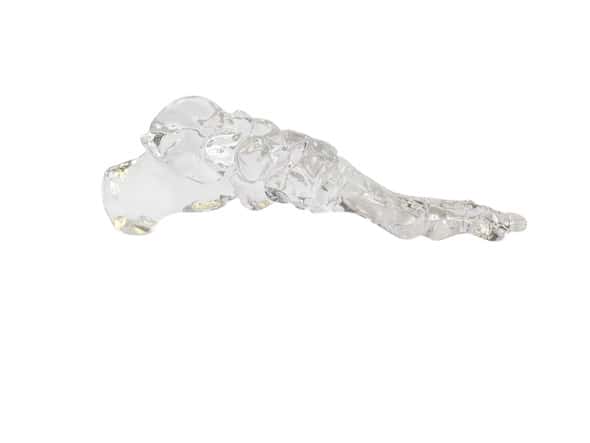 FlexBone Training Model - Full Foot FlexBone Training Model - Full Foot 1