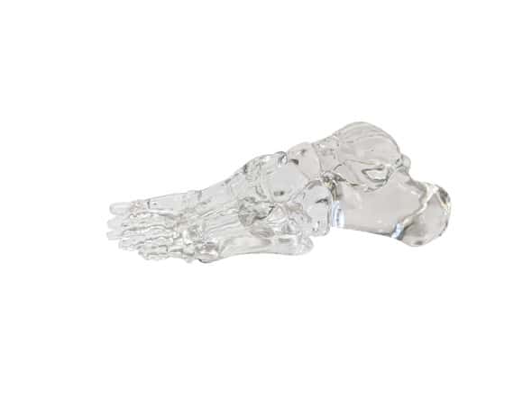 FlexBone Training Model - Full Foot FlexBone Training Model - Full Foot