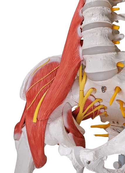 Axis Scientific Life-Size Human Spine with Vertebrae, Nerves, Pelvis, Muscle, and Femur Heads Anatomy Model Axis Scientific Life-Size Human Spine with Vertebrae, Nerves, Pelvis, Muscle, and Femur Heads Anatomy Model