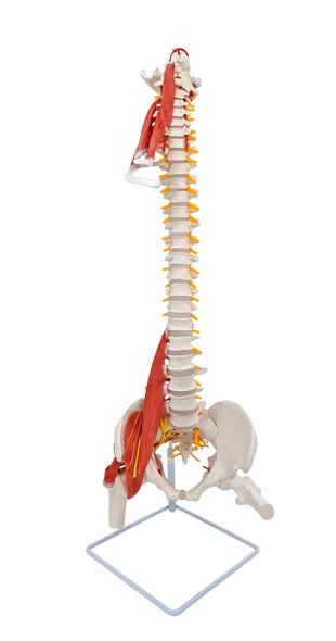 Axis Scientific Life-Size Human Spine with Vertebrae, Nerves, Pelvis, Muscle, and Femur Heads Anatomy Model Axis Scientific Life-Size Human Spine with Vertebrae, Nerves, Pelvis, Muscle, and Femur Heads Anatomy Model