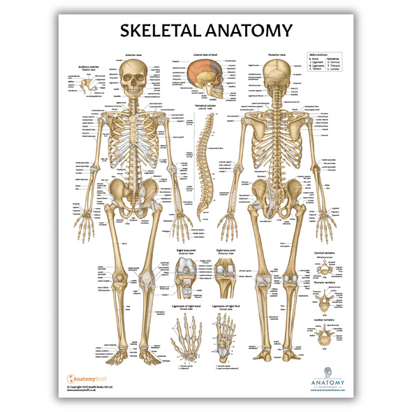 Anatomy Lab Skeletal System Laminated Poster Anatomy Lab Skeletal System Laminated Poster