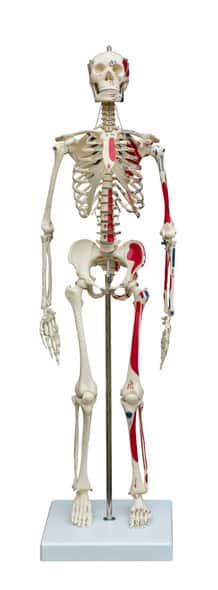 Rudiger Anatomie Premium Miniature Skeleton with Painted Muscle Origins and Insertions Rudiger Anatomie Premium Miniature Skeleton with Painted Muscle Origins and Insertions