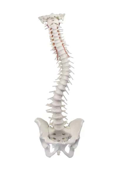 Vertebral Column with Pelvis Anatomy Model Vertebral Column with Pelvis Anatomy Model 1