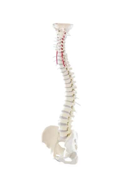 Vertebral Column with Pelvis Anatomy Model Vertebral Column with Pelvis Anatomy Model
