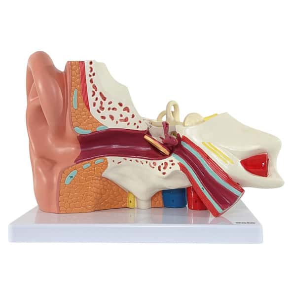 Axis Scientific Oversized 3-Part Human Ear Axis Scientific Oversized 3-Part Human Ear