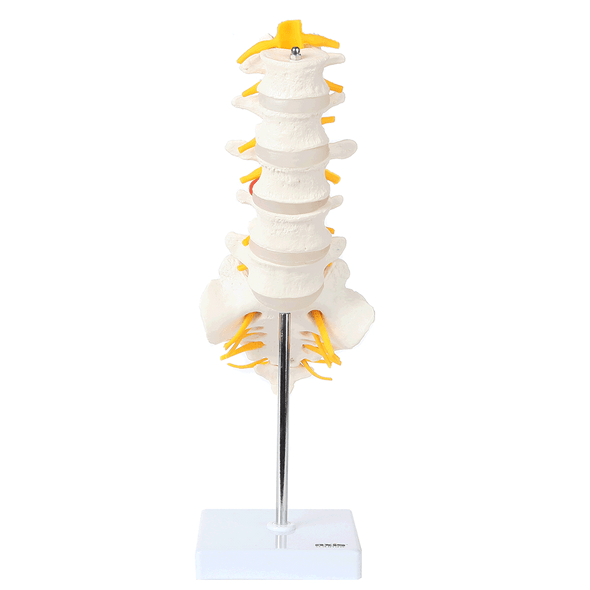 Axis Scientific Lumbar Vertebral Column with Sacrum and Spinal Nerves Anatomy Model Animated GIF of 360 degree view Axis Scientific Lumbar Vertebral Column with Sacrum and Spinal Nerves Anatomy Model Animated GIF of 360 degree view 1
