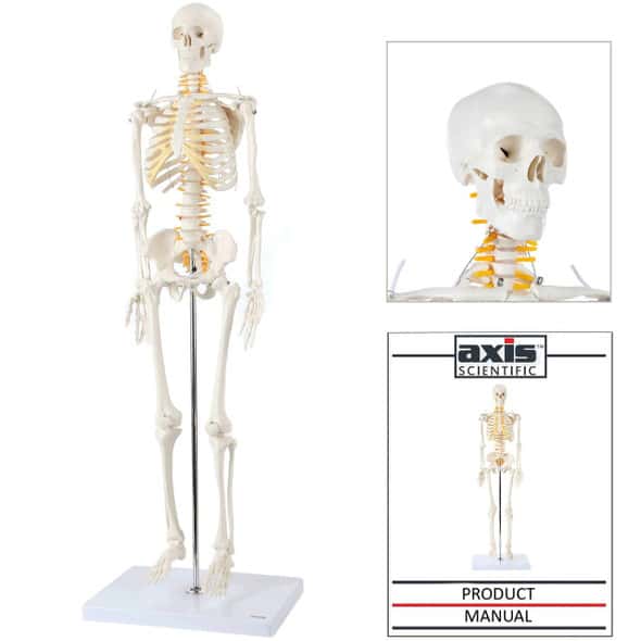 【冬バーゲン★特別送料無料！】 Scientific Axis Leg Model Anatomy Vasculature with Skeleton 健康・医学