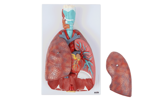 Axis Scientific 7-Part Human Lung and Respiratory System 3/4 Life-Size GIF showing removable organs Axis Scientific 7-Part Human Lung and Respiratory System 3/4 Life-Size GIF showing removable organs 1