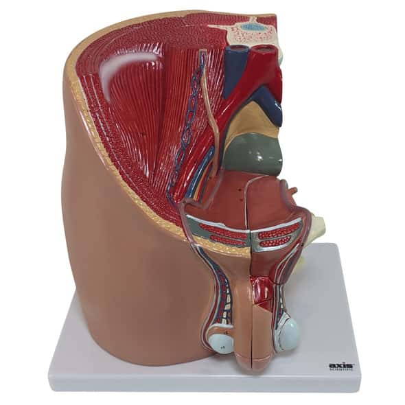 Axis Scientific 4-Part Male Pelvis Axis Scientific 4-Part Male Pelvis 1