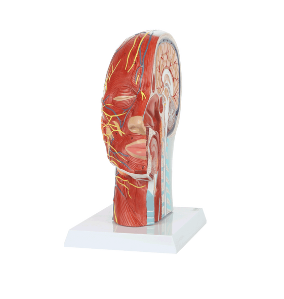 Axis Scientific Half Head with Muscles, Nerves and Vasculature Axis Scientific Half Head with Muscles, Nerves and Vasculature 1