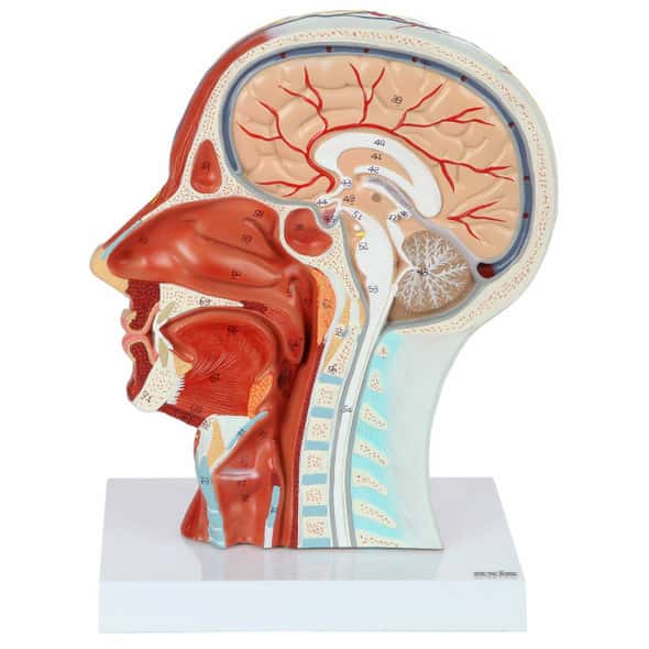 Axis Scientific Half Head with Muscles, Nerves and Vasculature Axis Scientific Half Head with Muscles, Nerves and Vasculature