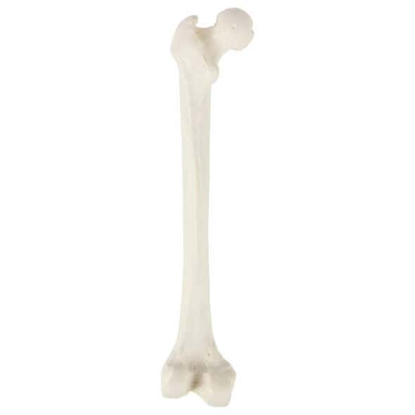 Axis Scientific Femur Bone Axis Scientific Femur Bone