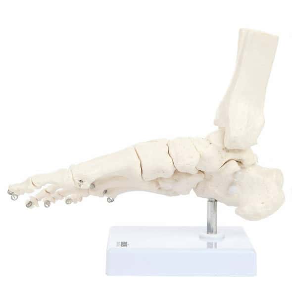 Axis Scientific Foot Skeleton With Ankle Axis Scientific Foot Skeleton With Ankle