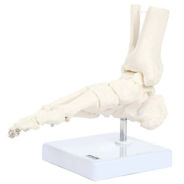 Axis Scientific Foot Skeleton With Ankle Axis Scientific Foot Skeleton With Ankle 1