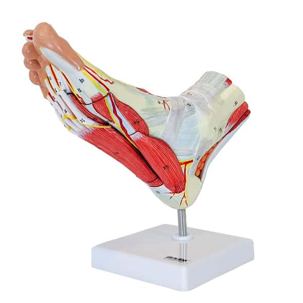 Axis Scientific 9 Part Foot with Muscles, Ligaments, Nerves and Arteries Axis Scientific 9 Part Foot with Muscles, Ligaments, Nerves and Arteries