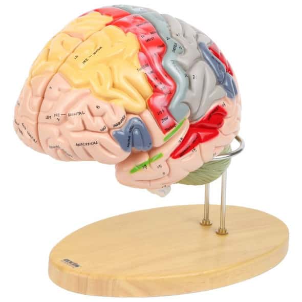 Axis Scientific 1.5 Times Life-Size Deluxe 4-Part Brain Axis Scientific 1.5 Times Life-Size Deluxe 4-Part Brain
