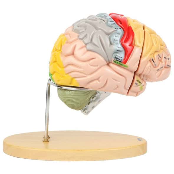 Axis Scientific 1.5 Times Life-Size Deluxe 4-Part Brain Axis Scientific 1.5 Times Life-Size Deluxe 4-Part Brain
