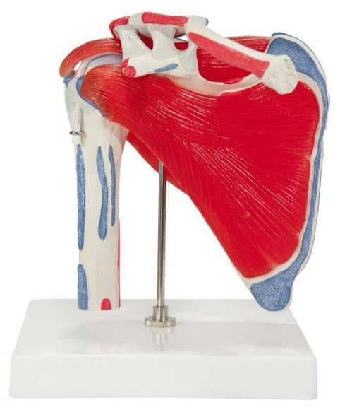 Shoulder Joint Anatomy Model With Rotator Cuff Shoulder Joint Anatomy Model With Rotator Cuff