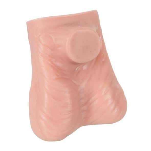 Life-Size Testicle Anatomy Model Life-Size Testicle Anatomy Model 1