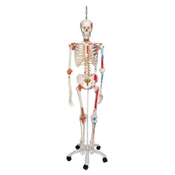 3B Scientific Sam The Super Skeleton Anatomy Model | Anatomy