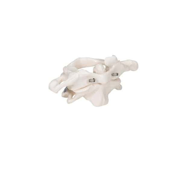 Atlas and Axis Bones Anatomy Model Without Stand Atlas and Axis Bones Anatomy Model Without Stand 1