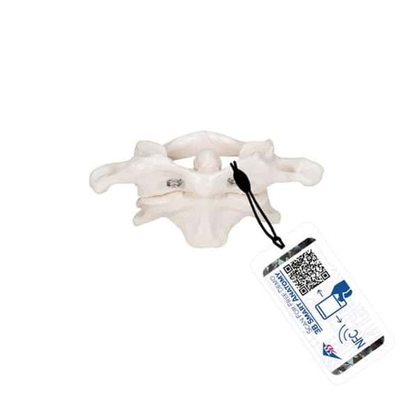 Atlas and Axis Bones Anatomy Model Without Stand Atlas and Axis Bones Anatomy Model Without Stand