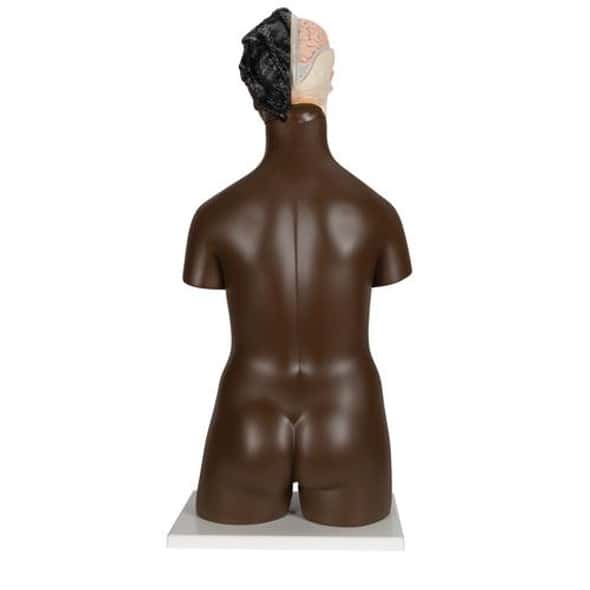 Deluxe African Dual Sex Torso Anatomy Model Deluxe African Dual Sex Torso Anatomy Model