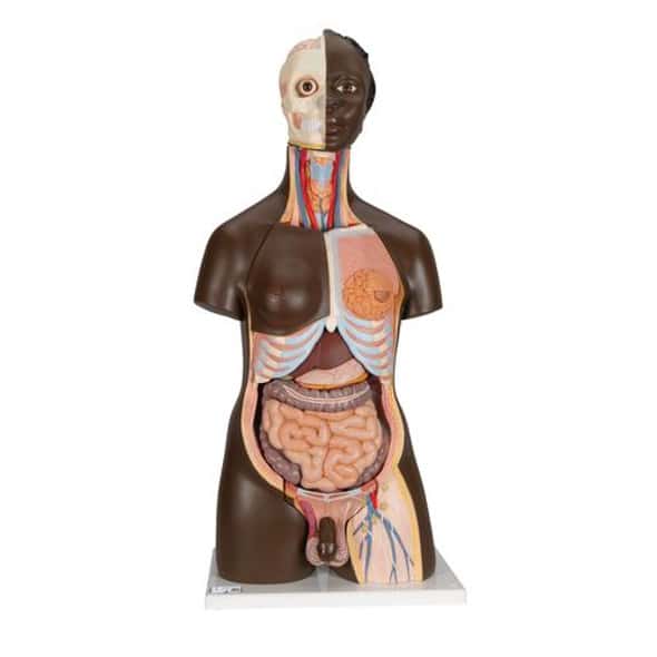 Deluxe African Dual Sex Torso Anatomy Model Deluxe African Dual Sex Torso Anatomy Model