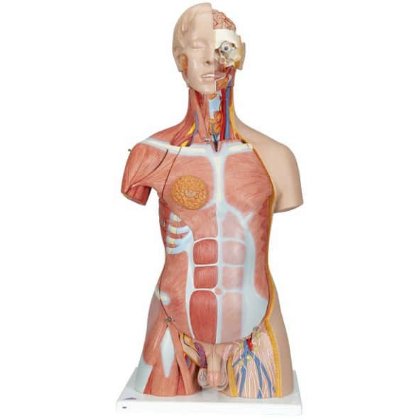 Denoyer-Geppert 23 Part Multi Torso Sexless Configuration