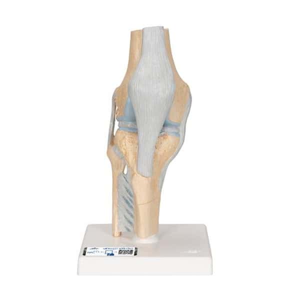 SOMSO Section through the Knee Joint Anatomy Model | Anatomy