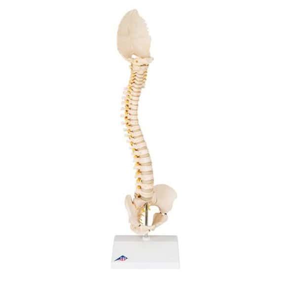 3B Bonelike Pediatric Spinal Column Anatomy Model 3B Bonelike Pediatric Spinal Column Anatomy Model 1
