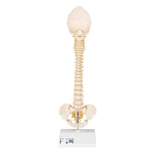 3B Bonelike Pediatric Spinal Column Anatomy Model 3B Bonelike Pediatric Spinal Column Anatomy Model