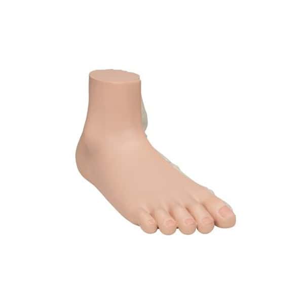 Flat Foot Pes Panus Anatomy Model - Right Side View Flat Foot Pes Panus Anatomy Model - Right Side View