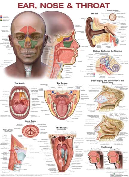 Ear Nose and Throat Laminated Anatomical Chart Ear Nose and Throat Laminated Anatomical Chart